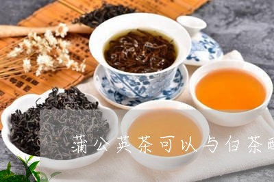 蒲公英茶可以与白茶配吗/2023032819260