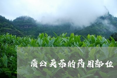 蒲公英茶的药用部位/2023032100705