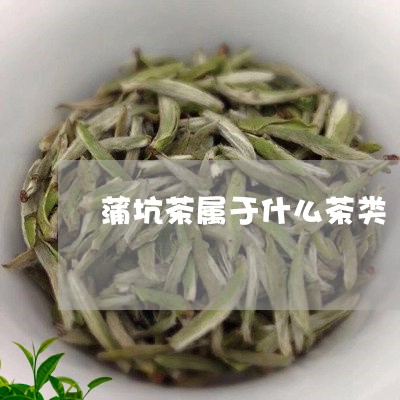 蒲坑茶属于什么茶类/2023041771703