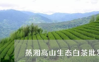 蒸湘高山生态白茶批发厂/2023032844937