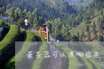 蒸茶器可以煮哪些茶/2023031927251