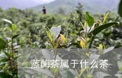 蒸酶茶属于什么茶/2023032460737