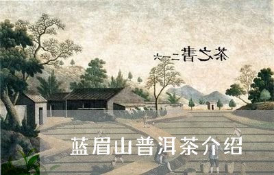 蓝眉山普洱茶介绍/2023031878724