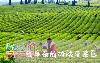 蓝莓茶的功效与禁忌/2023041653149