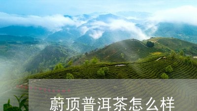 蔚顶普洱茶怎么样/2023033157479