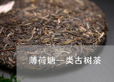 薄荷塘一类古树茶/2023032698374