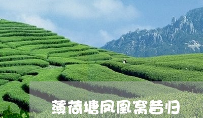 薄荷塘凤凰窝昔归/2023032262948