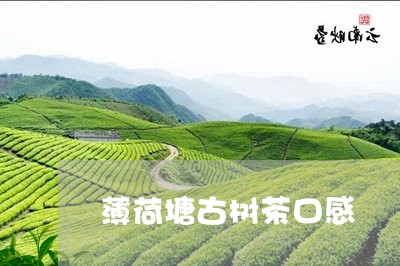 薄荷塘古树茶口感/2023032624918