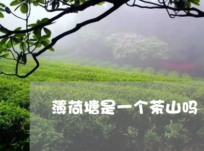 薄荷塘是一个茶山吗/2023041651723