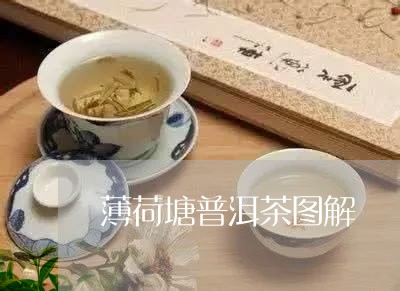 薄荷塘普洱茶图解/2023041214736