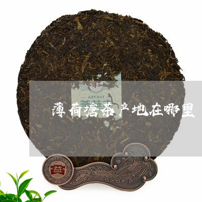 薄荷塘茶产地在哪里/2023032078181