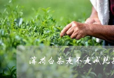 薄荷白茶是不是减肥茶呀/2023032836937