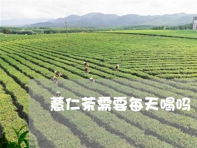 薏仁茶需要每天喝吗/2023041486268