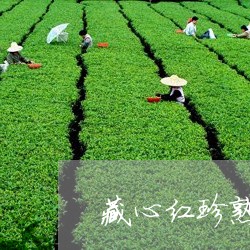 藏心红珍熟普洱茶/2023033049485