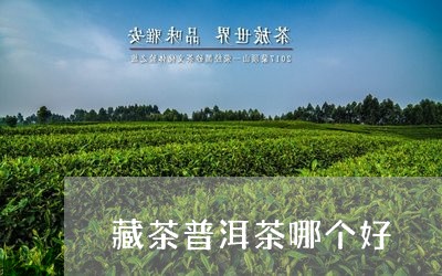 藏茶普洱茶哪个好/2023041195150