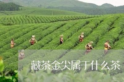 藏茶金尖属于什么茶/2023041623038