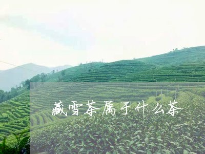 藏雪茶属于什么茶/2023032439483