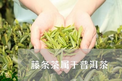 藤条茶属于普洱茶/2023041218492