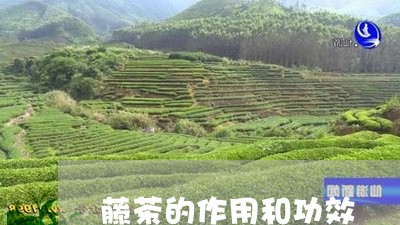 藤茶的作用和功效/2023032585048