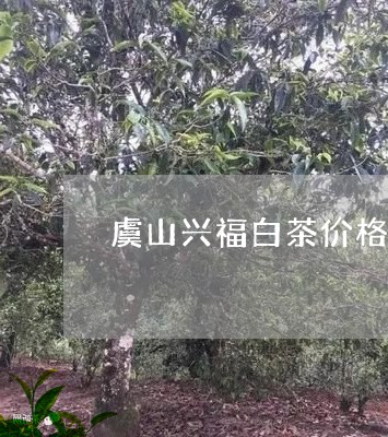 虞山兴福白茶价格查询表/2023032872402