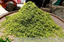 虞山白茶产量多少亩茶叶/2023032871724