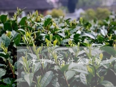 虞山白茶什么时候上市的/2023032869694