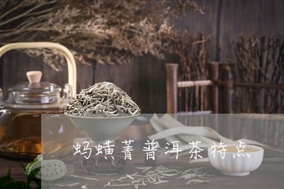 蚂蟥菁普洱茶特点/2023031650793