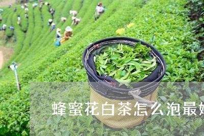 蜂蜜花白茶怎么泡最好/2023032807593