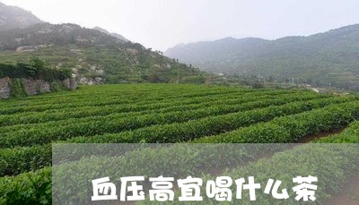 血压高宜喝什么茶/2023032380604