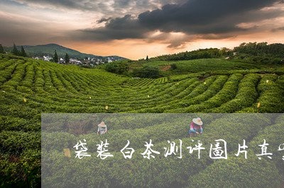 袋装白茶测评图片真实图/2023032879271