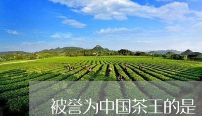 被誉为中国茶王的是/2023041780625