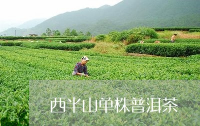 西半山单株普洱茶/2023041114936