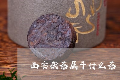 西安茯茶属于什么茶/2023031921805