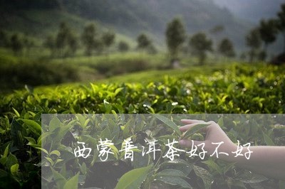 西蒙普洱茶好不好/2023031677503