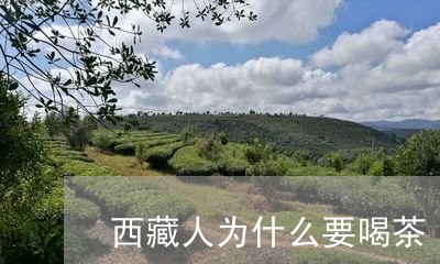 西藏人为什么要喝茶/2023041621815