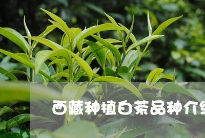 西藏种植白茶品种介绍图/2023032832905