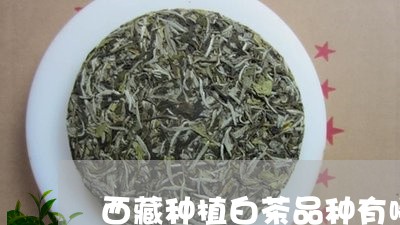 西藏种植白茶品种有哪些/2023032858240