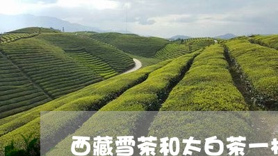 西藏雪茶和太白茶一样吗/2023032853160