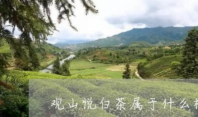 观山悦白茶属于什么档次/2023032856179