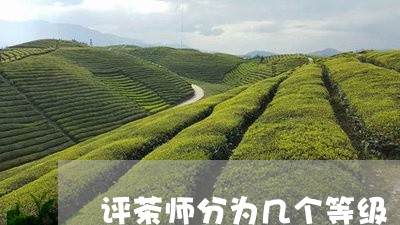 评茶师分为几个等级/2023041575150