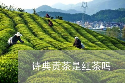 诗典贡茶是红茶吗/2023041306495