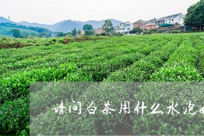 请问白茶用什么水泡好点/2023032892725