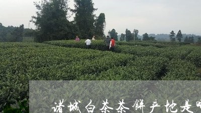 诸城白茶茶饼产地是哪里/2023032845261