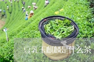 豆乳玉麒麟是什么茶/2023041509581