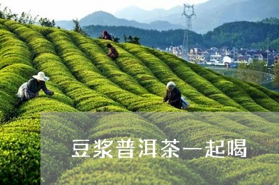 豆浆普洱茶一起喝/2023033049794