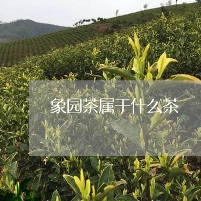 象园茶属于什么茶/2023032365038