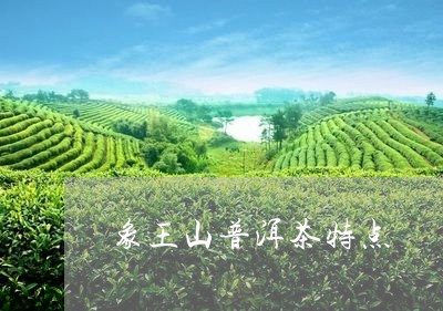 象王山普洱茶特点/2023041242936