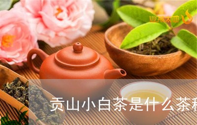 贡山小白茶是什么茶种植/2023032882846