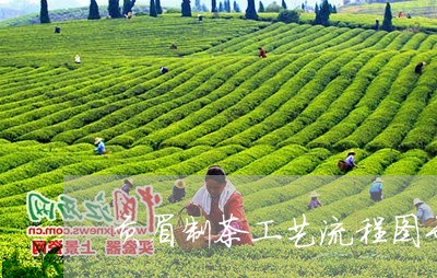 贡眉制茶工艺流程图示范/2023032977362