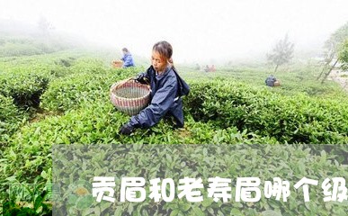 贡眉和老寿眉哪个级别高/2023032919626